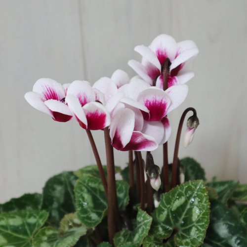 ✴︎おまけ付き✴︎Callan for Kids 【1】 【2】 【3】 【4】 軽井沢育ち♡ガーデンシクラメン♡ゴブレット♡底面給水♡2鉢セット