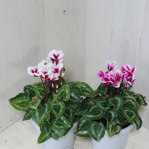 軽井沢育ち♡ガーデンシクラメン♡ゴブレット♡底面給水♡2鉢セット