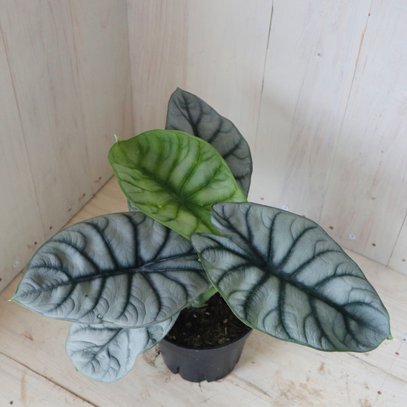 アロカシア♡シルバードラゴン♡観葉植物♡4号ポット♡ アート アロカシア♡シルバードラゴン♡観葉植物♡4号ポット♡ アート