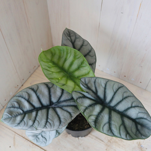 アロカシア♡シルバードラゴン♡観葉植物♡4号ポット♡ アート アロカシア♡シルバードラゴン♡観葉植物♡4号ポット♡ アート
