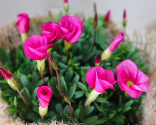 オキザリス♡桃の輝き♡グランドカバー♡2ポットセット♡麻巻き  