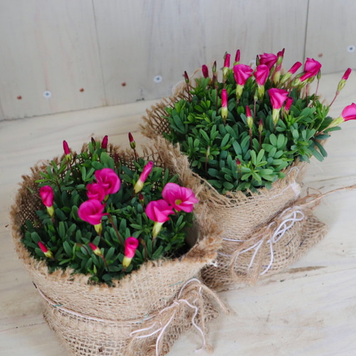 オキザリス♡桃の輝き♡グランドカバー♡2ポットセット♡麻巻き  