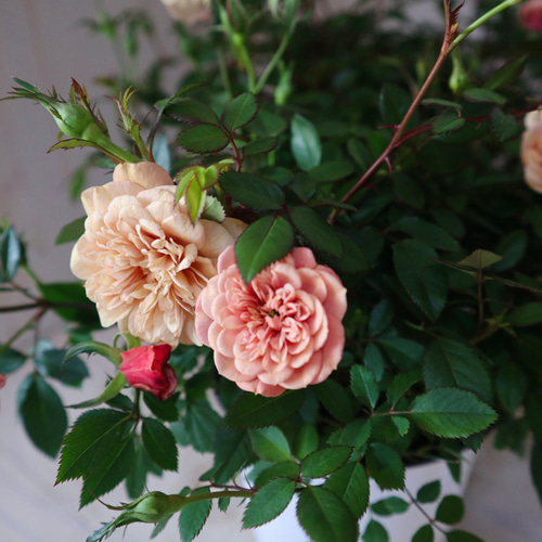 ❤アンティーク加工  教会と、ピンクのミニ薔薇のミニオブジェ アンティークカラー♡モカ♡ミニバラ♡4号ポット♡ アートフラワー