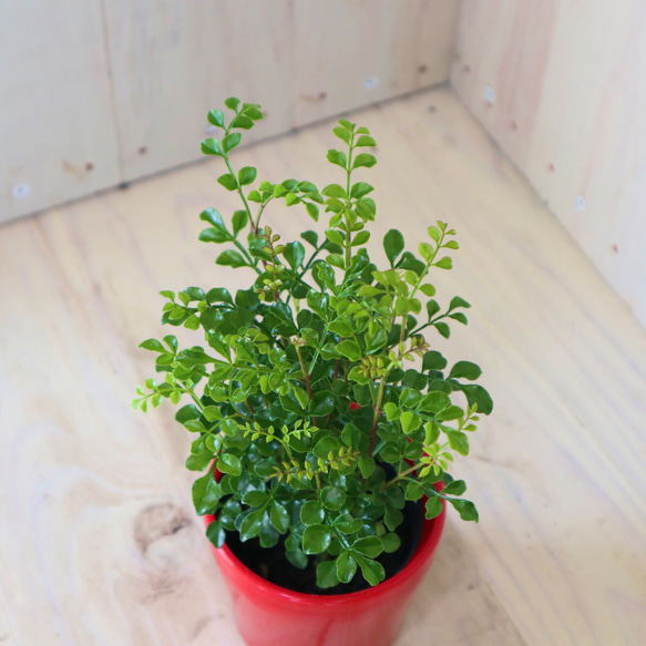 シマトネリコ♡シンボルツリー♡観葉植物♡ポットごと♡ 6枚目の画像