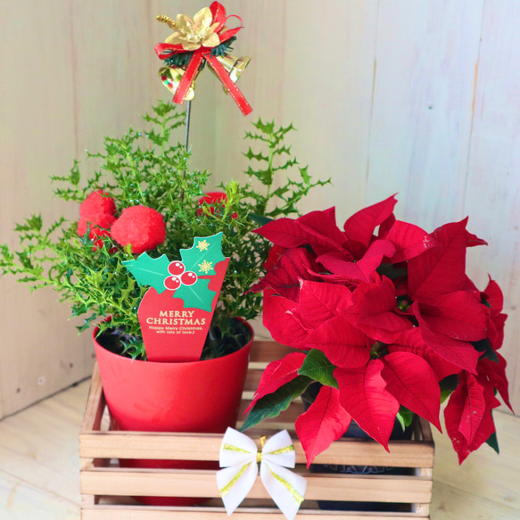 クリスマス♡姫ヒイラギ♡ポインセチア♡ギフト♡ラックつき
