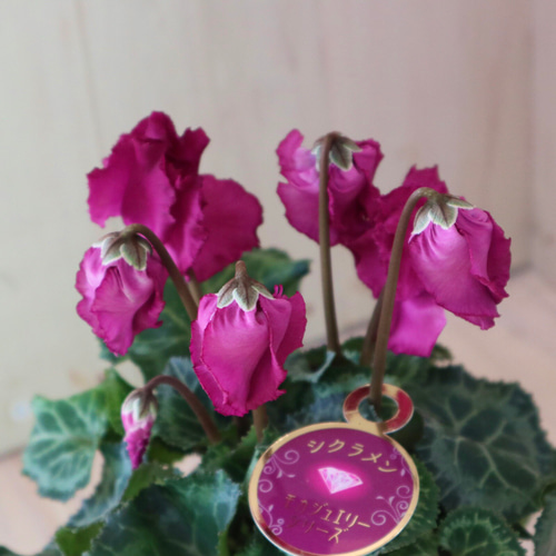 宝石箱♡八重咲き♡モカジュエリーシリーズ♡シクラメン♡ アート