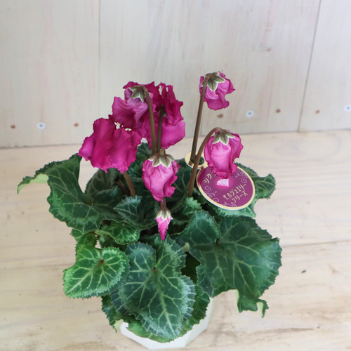 宝石箱♡八重咲き♡モカジュエリーシリーズ♡シクラメン♡ アート