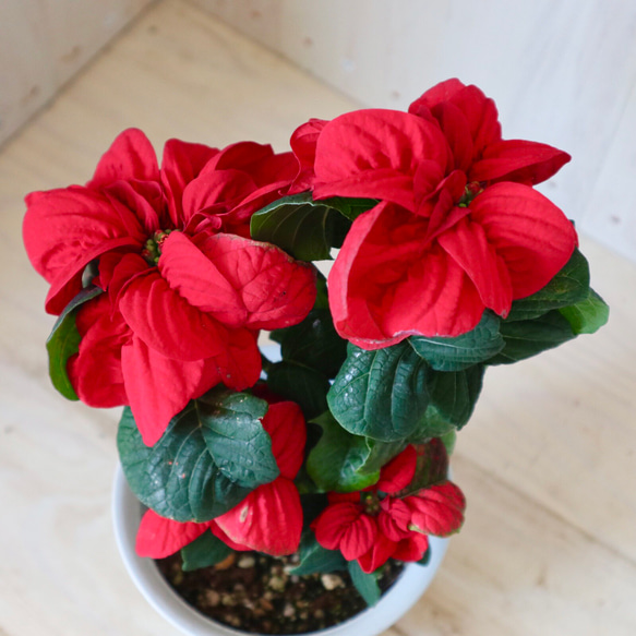 バラ咲き♡ポインセチア♡ウィンターローズ♡アーリーレッド♡4号鉢  