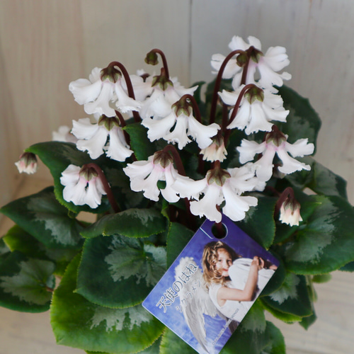 花「暗闇の一輪・・・シクラメン」 花「暗闇の一輪・・・シクラメン」 - 12SAISON'S GALLERY