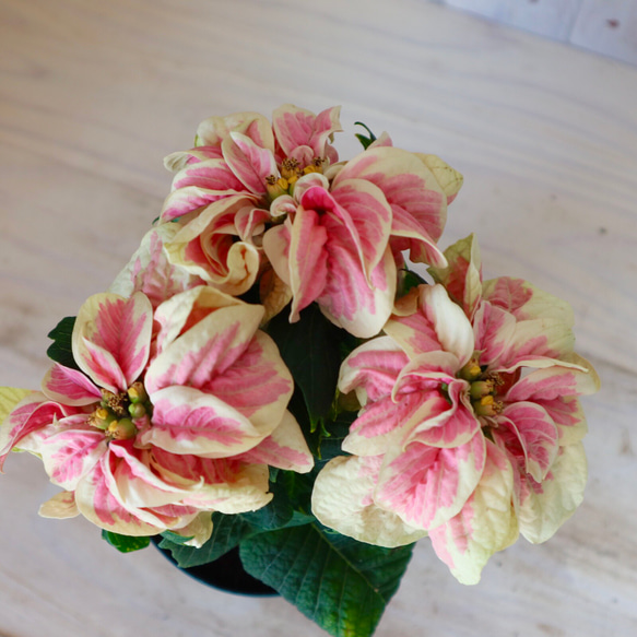 可愛い♡バラ咲き♡ポインセチア♡ウィンターローズ♡バイカラー