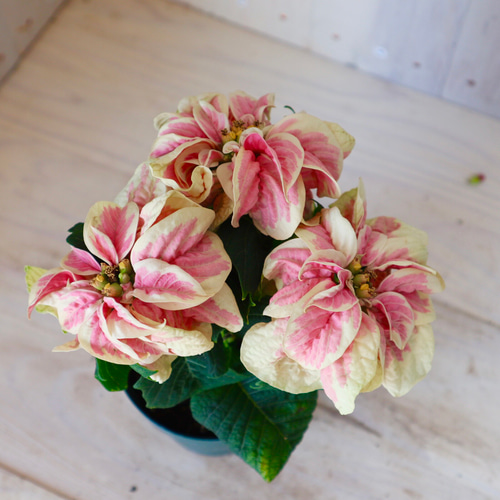 プリザーブドフラワー　造花　ポインセチア　松ぼっくり　赤　薔薇　緑　パール 可愛い♡バラ咲き♡ポインセチア♡ウィンターローズ♡バイカラー