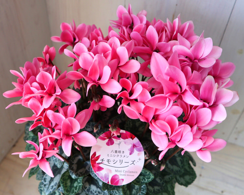 0_59878e0435d385111032d5508e5b