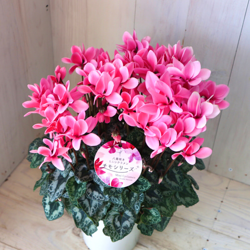 八重咲き♡チモシリーズ♡リップオレンジ♡ミニシクラメン♡5号鉢