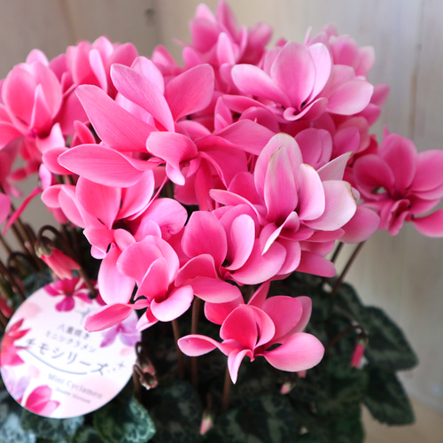 八重咲き♡チモシリーズ♡リップオレンジ♡ミニシクラメン♡5号鉢