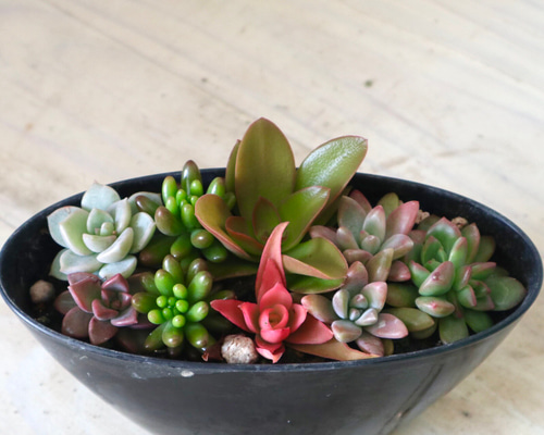 多肉植物♡サキュレント♡寄せ植え♡インテリア♡5号鉢♡ 多肉植物