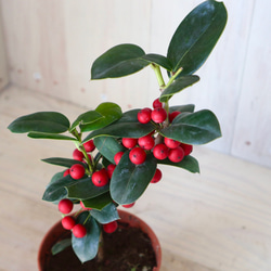 赤い実つき♡クリスマスホーリー♡西洋ヒイラギ♡鉢ごと♡ アート