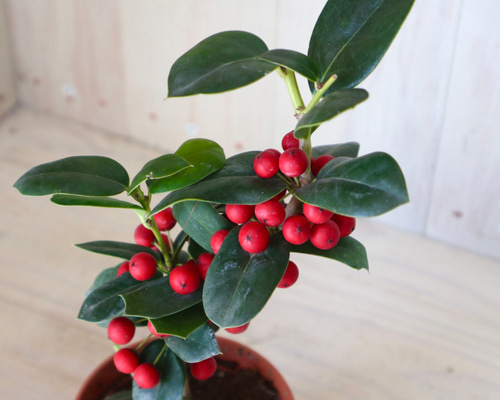 赤い実つき♡クリスマスホーリー♡西洋ヒイラギ♡鉢ごと♡ アート