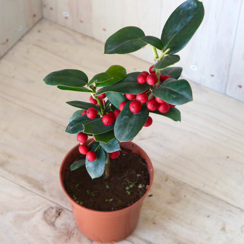 赤い実つき♡クリスマスホーリー♡西洋ヒイラギ♡鉢ごと♡ アート