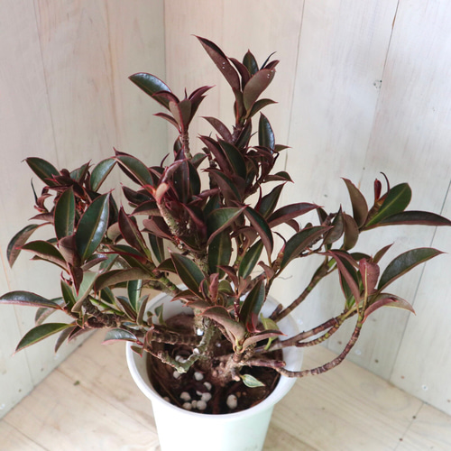 フィカス メラニー ゴムの木 観葉植物 おしゃれ 美品 限定 シック♡フィカス♡メラニー♡ゴムの木♡観葉植物♡6号鉢♡ アート