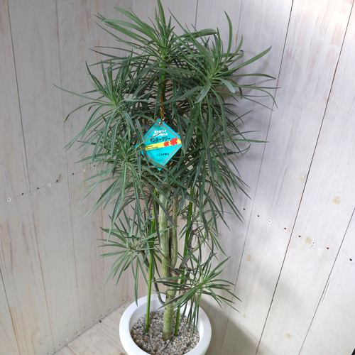 観葉植物：モンキーツリー*7号プラポット | 観葉植物,フロア