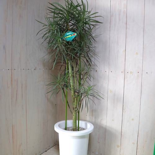 立派♡幸せの木♡セネシオ クレイニア♡モンキーツリー♡多肉植物♡7