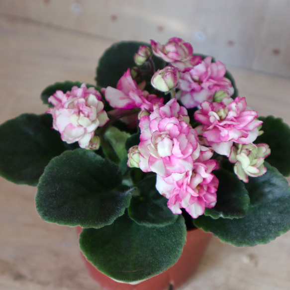 室内花の女王♡セントポーリア♡シャルロッテ♡八重咲き♡鉢ごと♡ 5枚目の画像