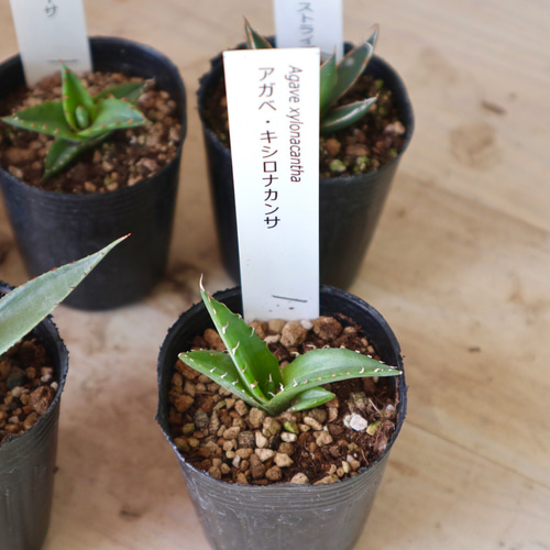 可愛いセット♡アガベ♡5種類♡多肉植物♡2号ポット♡ 多肉植物 nico