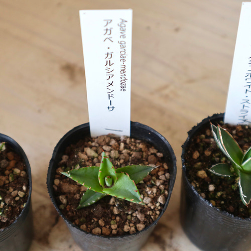 可愛いセット♡アガベ♡5種類♡多肉植物♡2号ポット♡ 多肉植物 nico