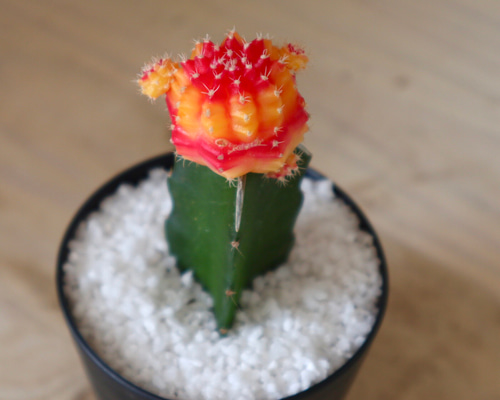 バイカラー♡緋牡丹♡丹頂♡サボテン♡観葉植物♡鉢ごと♡ 多肉
