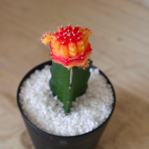 バイカラー♡緋牡丹♡丹頂♡サボテン♡観葉植物♡鉢ごと♡ 多肉 バイカラー♡緋牡丹♡丹頂♡サボテン♡観葉植物♡鉢ごと♡ 多肉