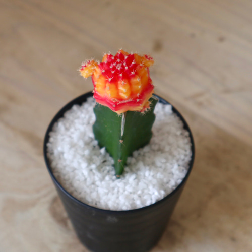 バイカラー♡緋牡丹♡丹頂♡サボテン♡観葉植物♡鉢ごと♡ 多肉