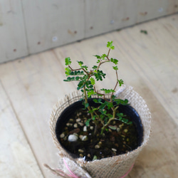 小さな木♡メルヘンの木♡ソフォラ　リトルベイビー♡観葉植物♡麻巻き♡ 4枚目の画像