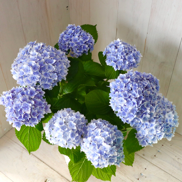 【押し花アート】【アンダルシアの薔薇と孔雀の羽根】【B】 楽天市場】予約販売 アジサイ 朱雀 9cmポット 登録品種