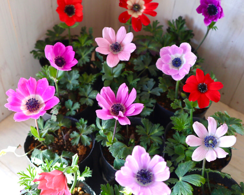 アースリーフラワー【アネモネ】横長作品 アースリーフラワー【アネモネ】横長作品