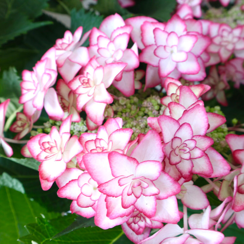 星の形♡紫陽花♡ひな祭り♡八重咲き♡ピンク♡5号鉢♡ アートフラワー