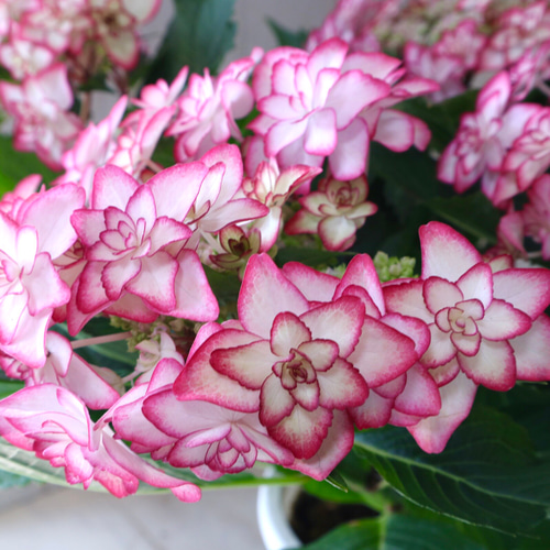 春の花生地の質感のための豪華なピンクの花柄のデザイン