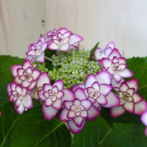 あずさ様　緑系、白、薄紫⭕️9月中まで　⭕️造花葉っぱ無し　⭕️シルバー21 milcha0319様専用秋色紫陽花ドライフラワーシンプルスワッグ
