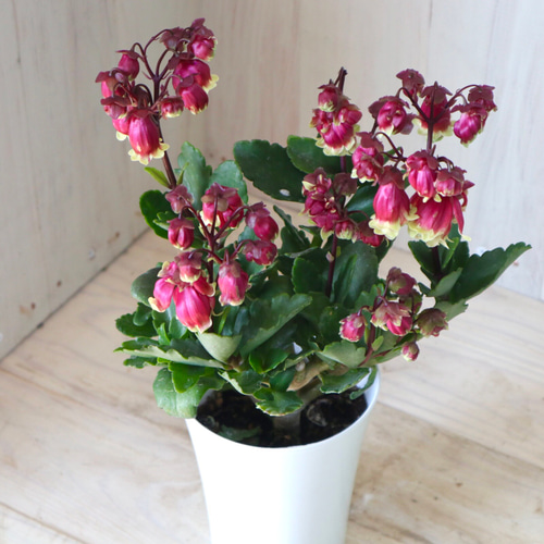 新品種♡八重咲き♡カランコエ♡ドリーQ2♡多肉植物♡鉢ごと♡ アート