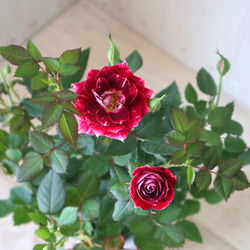 【専用ページ】ミニ薔薇 イヤリング 4点おまとめ my002】ちっちゃな薔薇リング〈フラージュ〉 | みかんHana工房