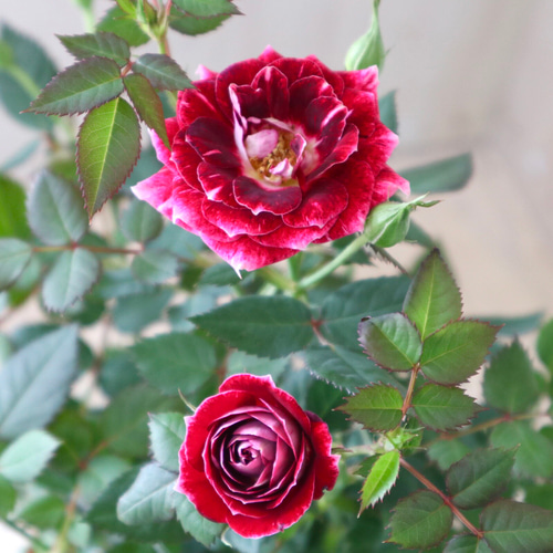 香りのミニバラ♡チェリーアイ♡ミニバラ♡鉢ごと♡ アートフラワー