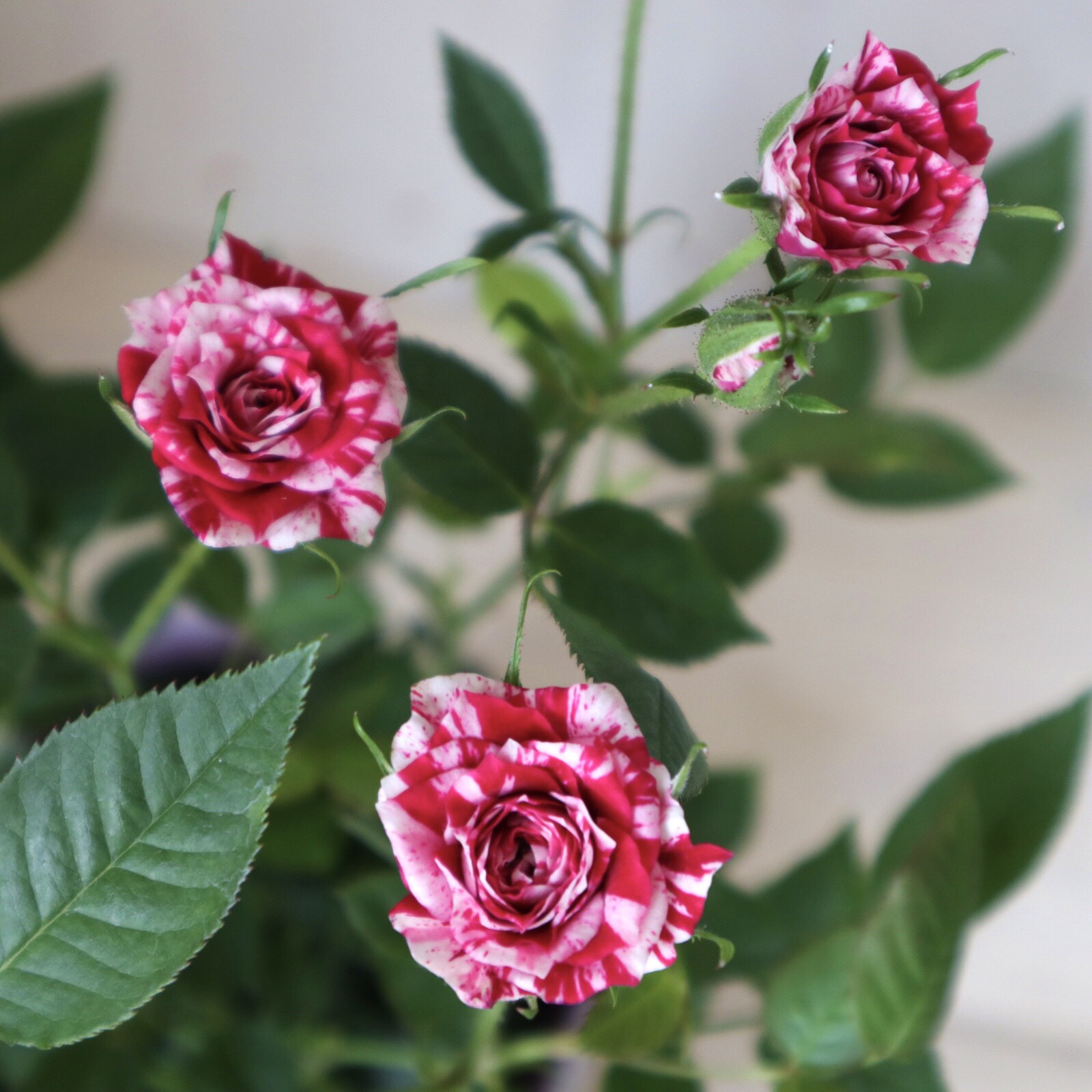 薔薇子様