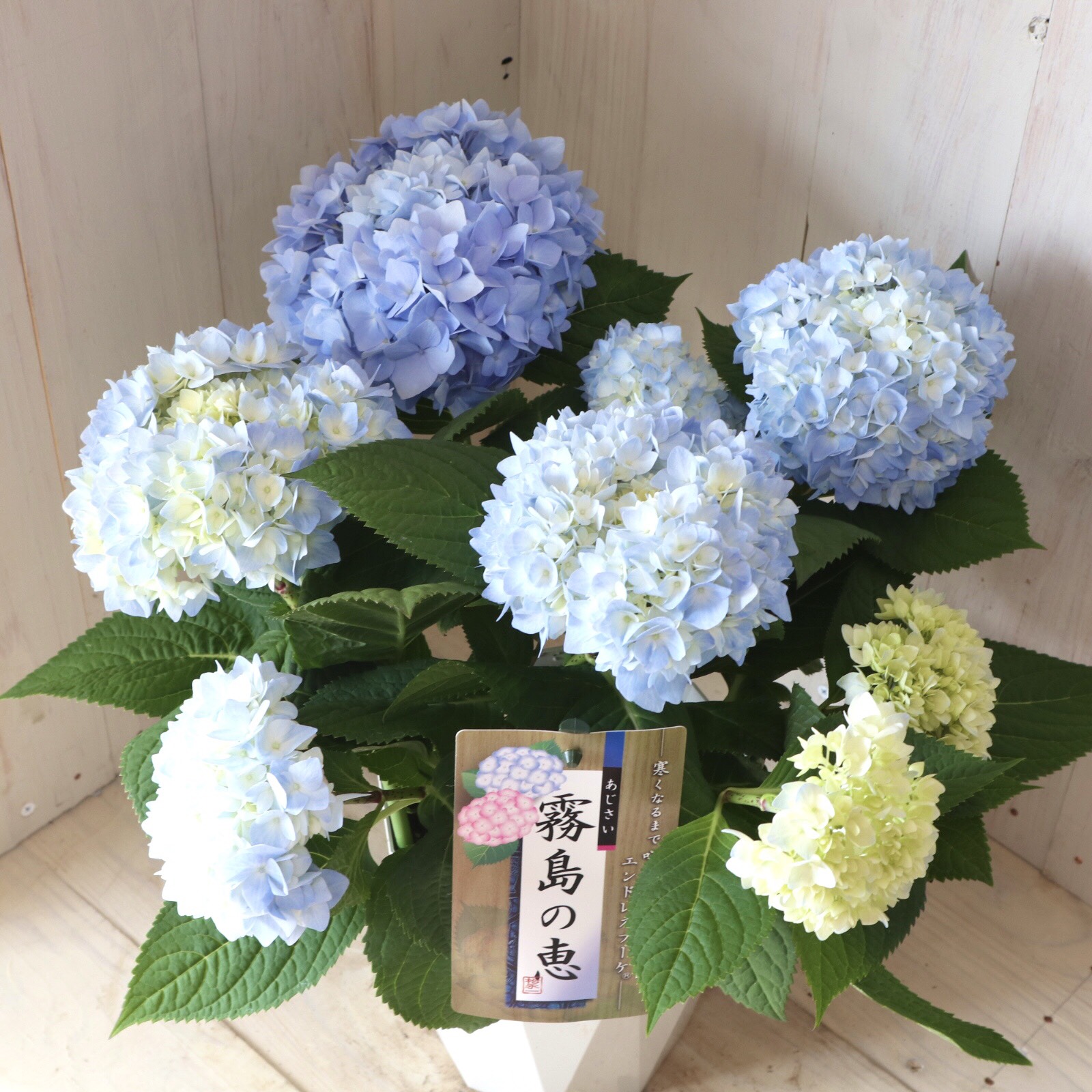 ナチュラリー７です♪3点セット霧島の恵　紫陽花　アジサイ　苗　苗木　5号鉢