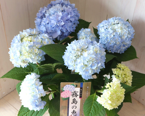四季咲き♡紫陽花♡霧島の恵♡ガクアジサイ♡5号鉢♡ アート