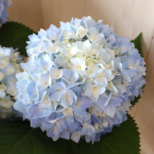 四季咲き♡紫陽花♡霧島の恵♡ガクアジサイ♡5号鉢♡ アートフラワー