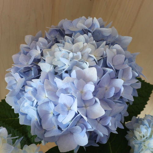 四季咲き♡紫陽花♡霧島の恵♡ガクアジサイ♡5号鉢♡ アート 四季咲き♡紫陽花♡霧島の恵♡ガクアジサイ♡5号鉢♡ アート