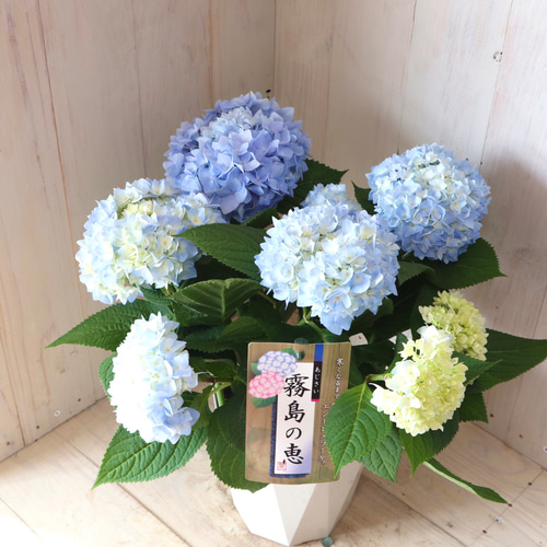 四季咲き♡紫陽花♡霧島の恵♡ガクアジサイ♡5号鉢♡ アート 四季咲き♡紫陽花♡霧島の恵♡ガクアジサイ♡5号鉢♡ アート