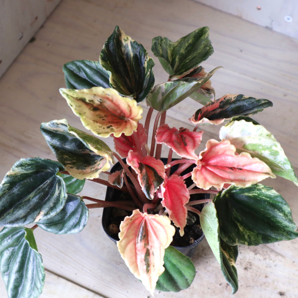 斑入り♡ペペロミア♡ニューピンクレディ♡観葉植物♡ アートフラワー