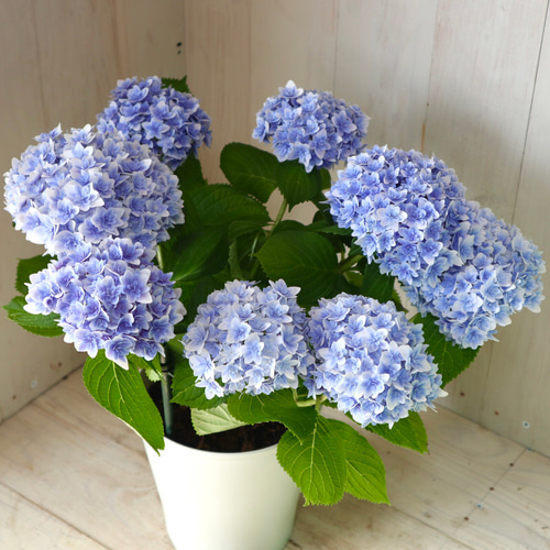 紫陽花♡かぐや姫♡ブルー♡ハイドランジア♡5号鉢♡ アート