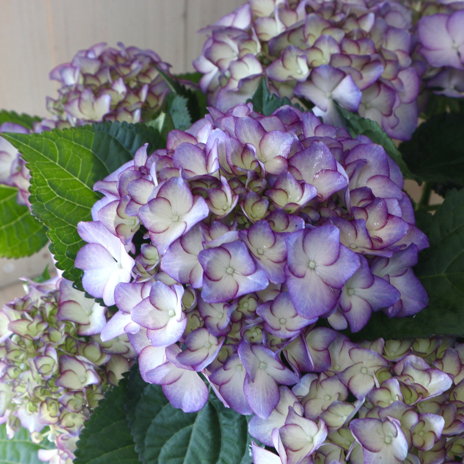 ヤトッチ　紫陽花の花びら