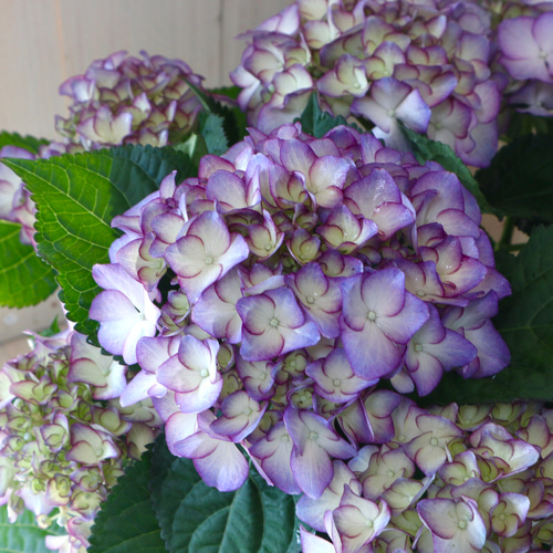 秋色アジサイ♡紫陽花♡アデュラ♡ハイドランジア♡5号鉢♡ アート